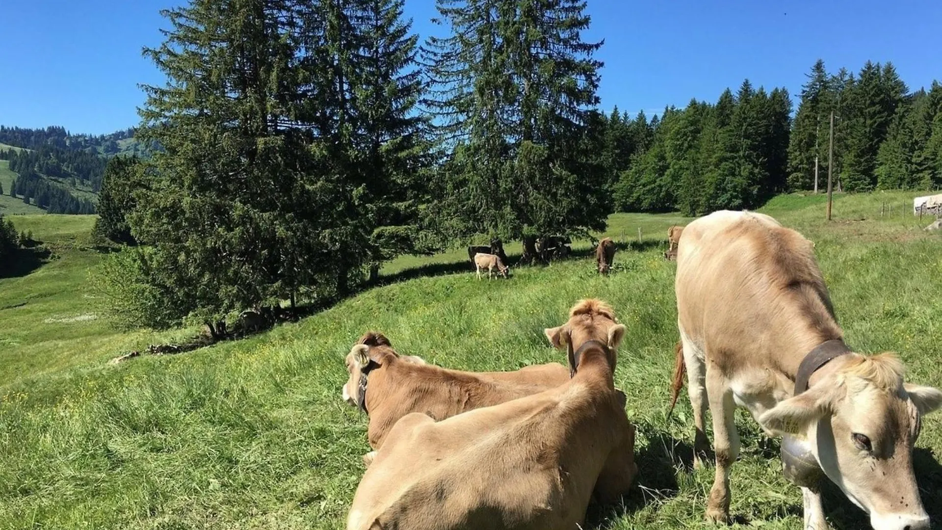Ferienhaus Nr 82, Kategorie Economy, Feriendorf Hochbergle, Allgaeu Villa Bichel